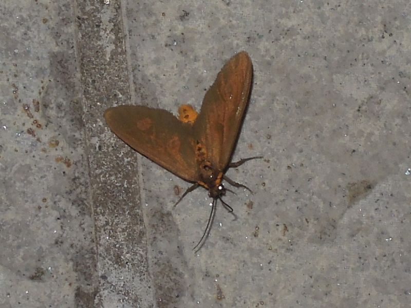 Dysauxes famula (Erebidae Arctiinae)